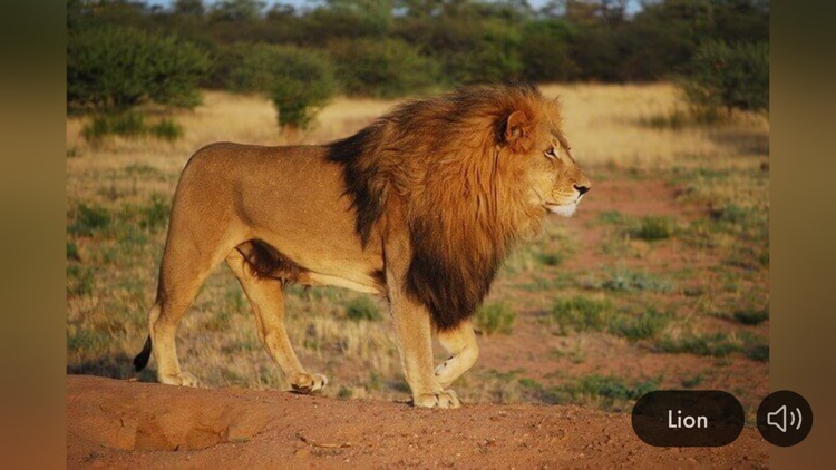 Animal Sounds & Image screenshot-5