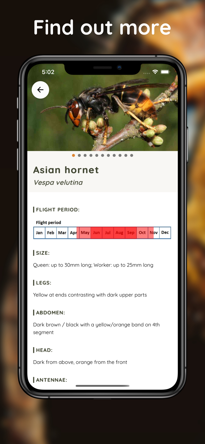 Asian Hornet Watch