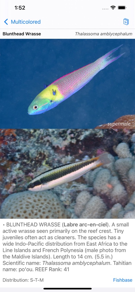 Tahiti Fish ID - Travel App | MWM