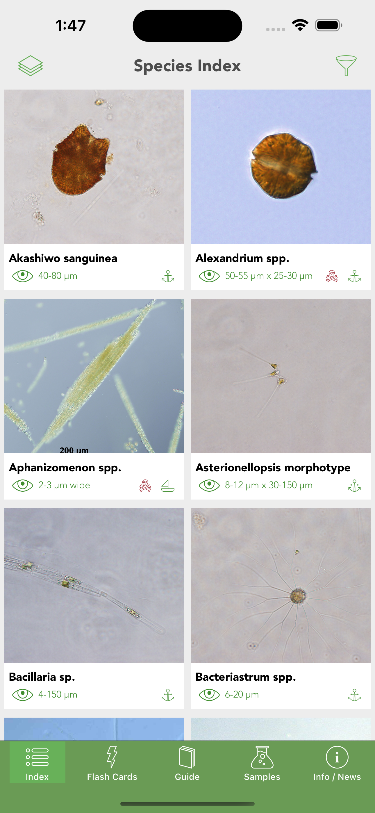 Phyto