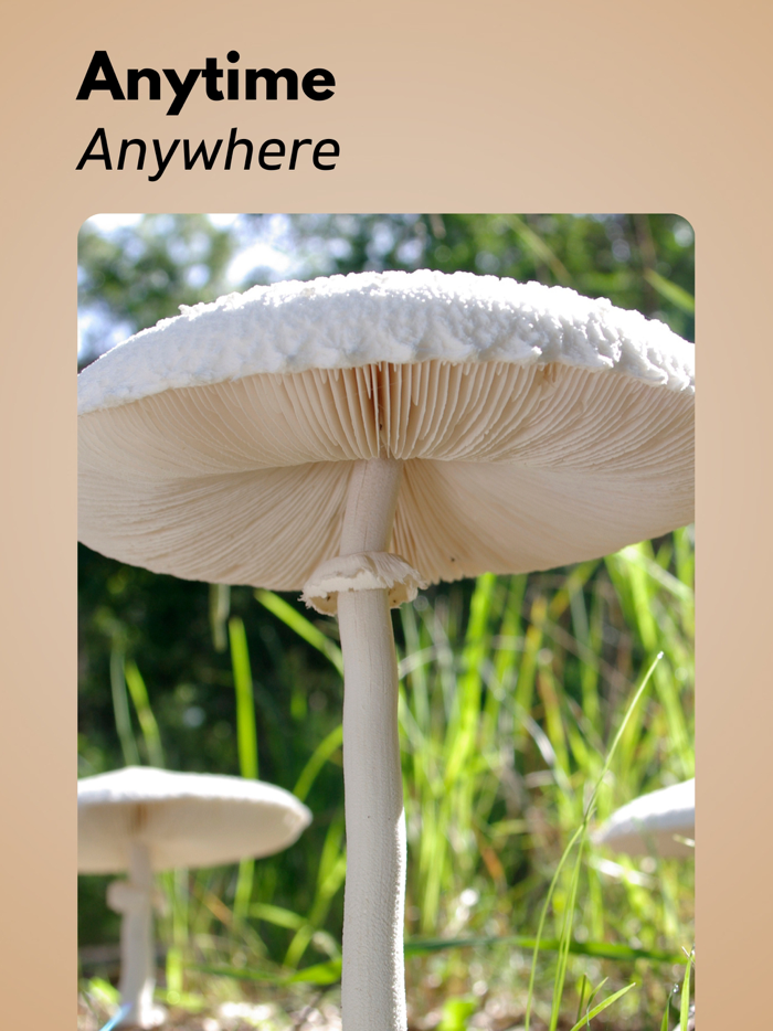 Mushroom Identification