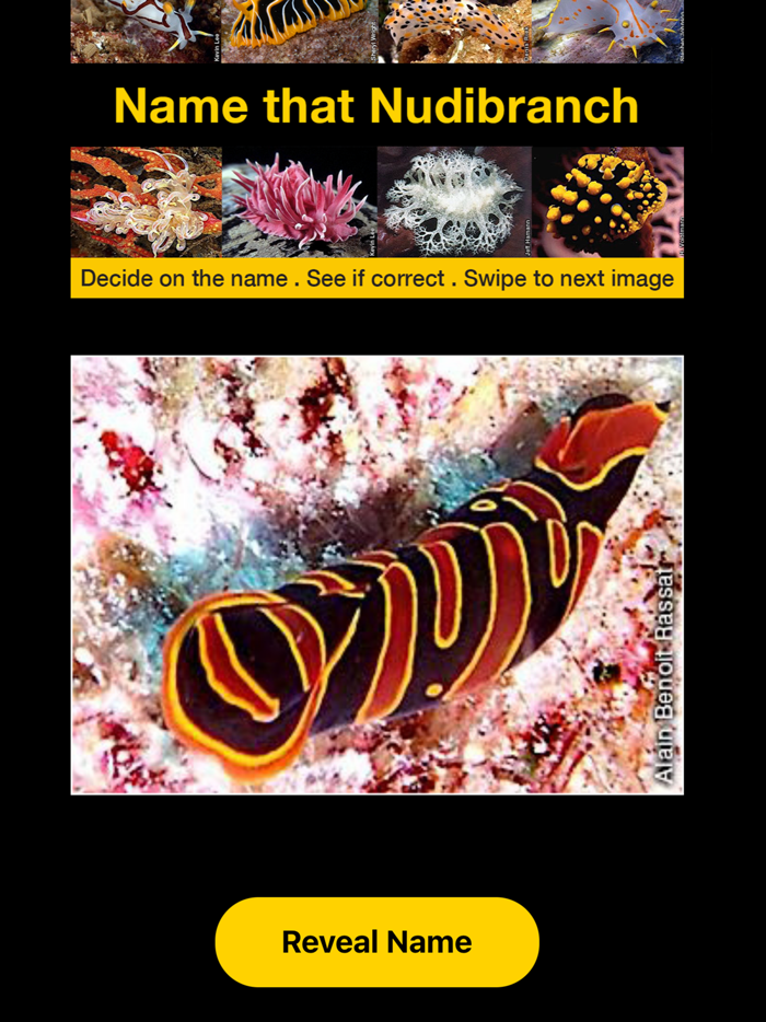 Name that Nudibranch