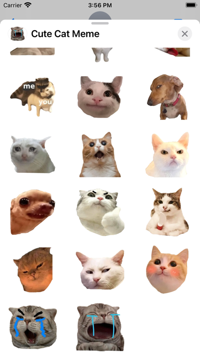 Cute Cat Meme Screenshot