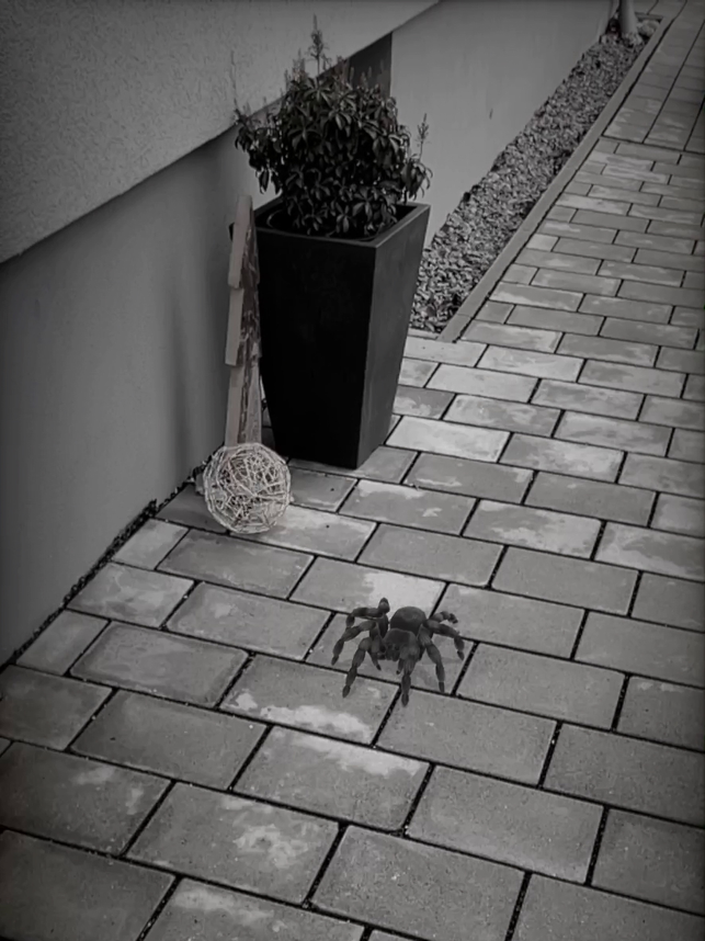 Captură de ecran AR Spiders