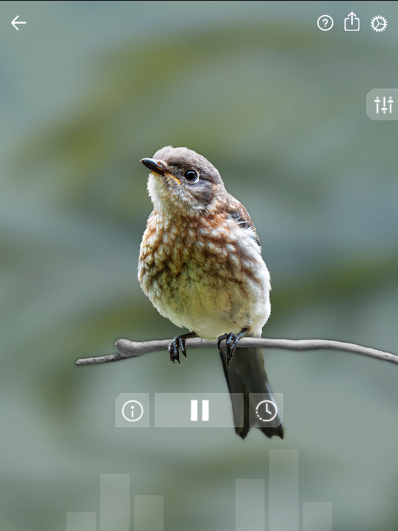 Screenshot #5 pour Sons d'oiseaux: Bird Sounds