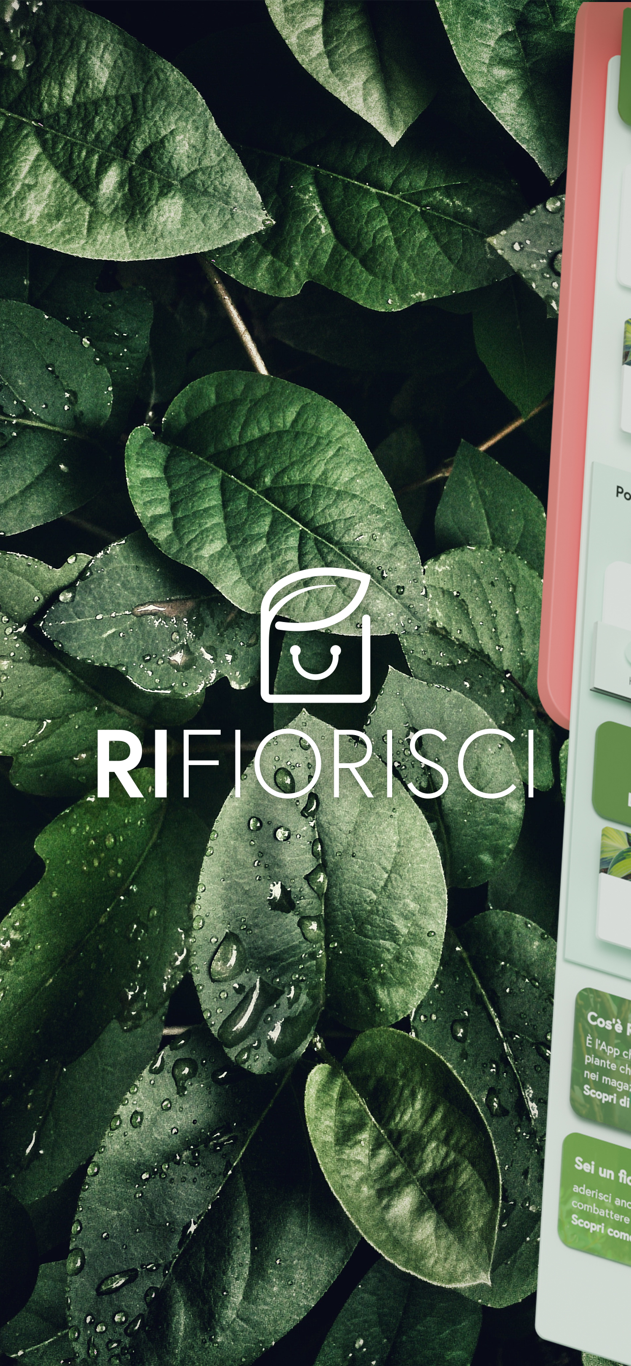 Rifiorisci