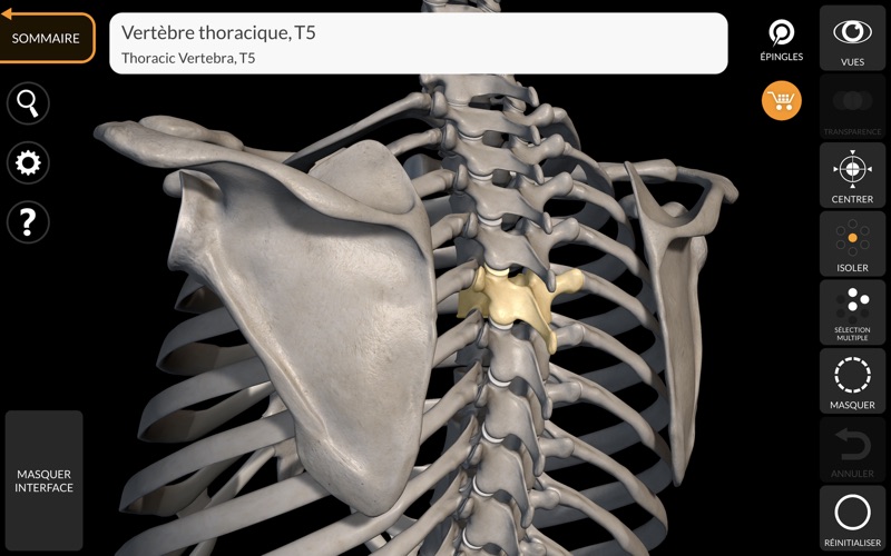 Screenshot #2 pour Squelette Anatomie 3D