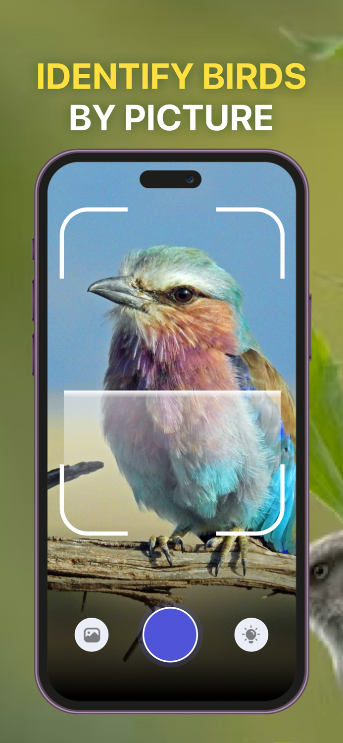 Bird Sounds Identifier Call ID