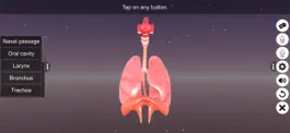 Game screenshot Human Respiratory System hack