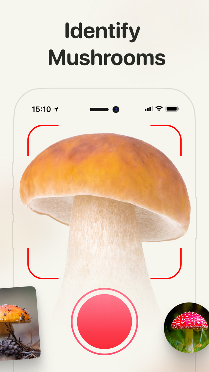 Fungi Mushroom Identification