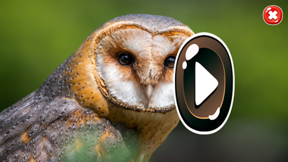 Bird Jigsaw Puzzles HD Screenshot