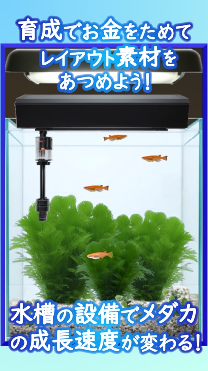 Medaka Aquarium Breeder