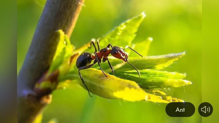 Animal Sounds & Image screenshot-6