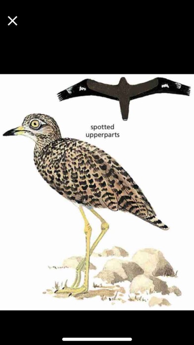 Newman’s Birds of Africa Screenshot