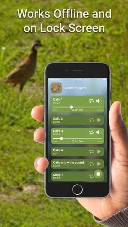 Hunting Calls: Quail
