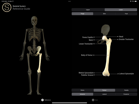 Screenshot #6 pour Skeleton Study Guide