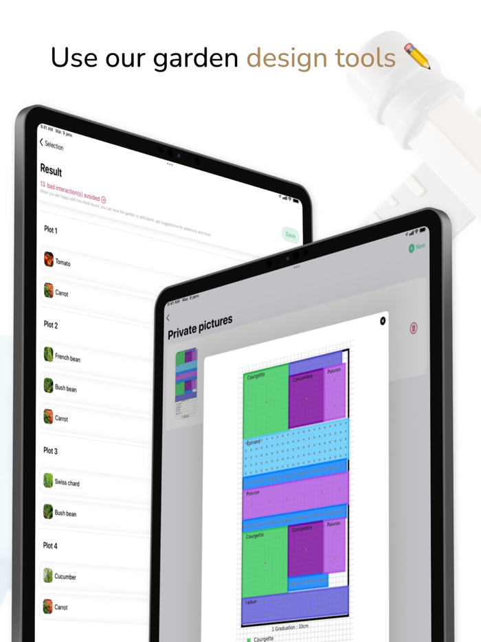 Tomate and Basilic- Permaculture