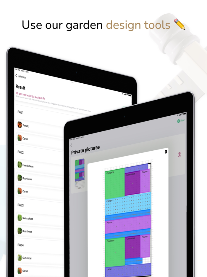 Tomate and Basilic- Permaculture