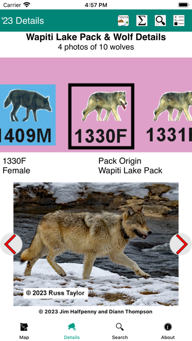 Yellowstone Wolves 2023 Screenshot
