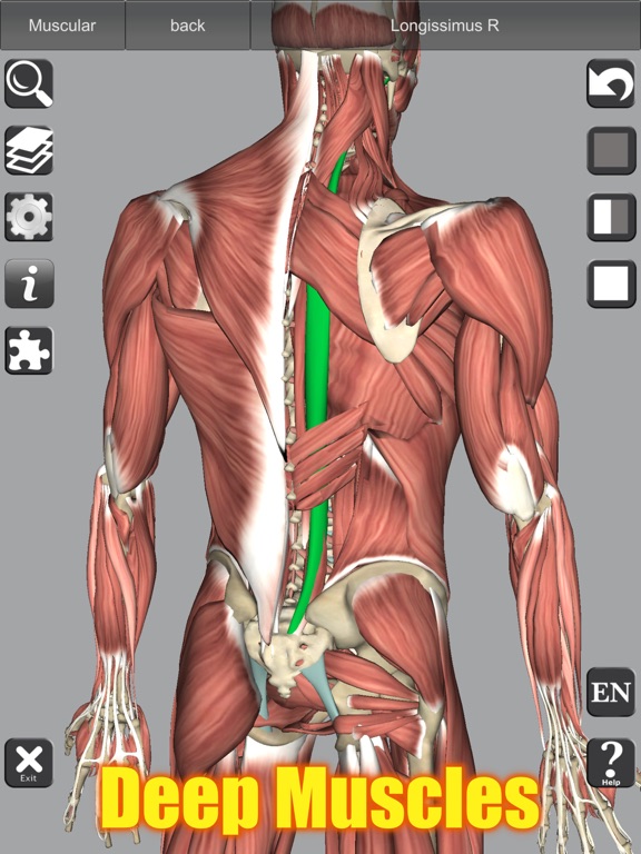 Screenshot #6 pour 3D Anatomy Learning