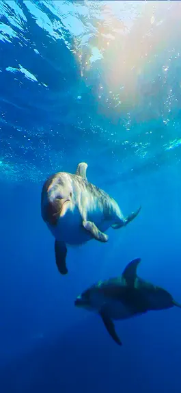 Game screenshot Virtual Reality OCEANS! hack