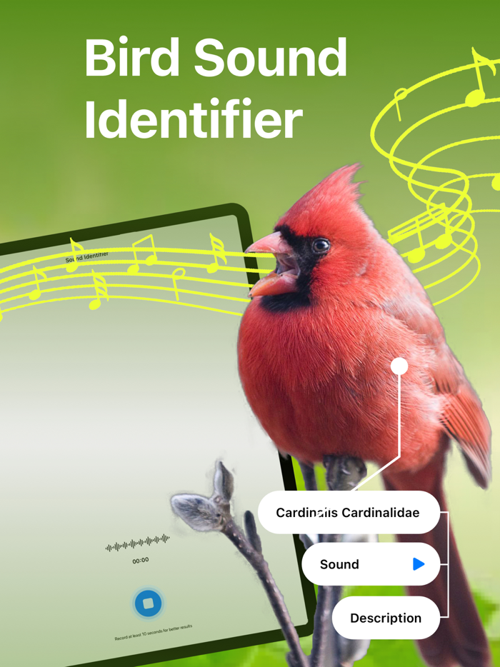 Bird Song Identifier Sounds ID