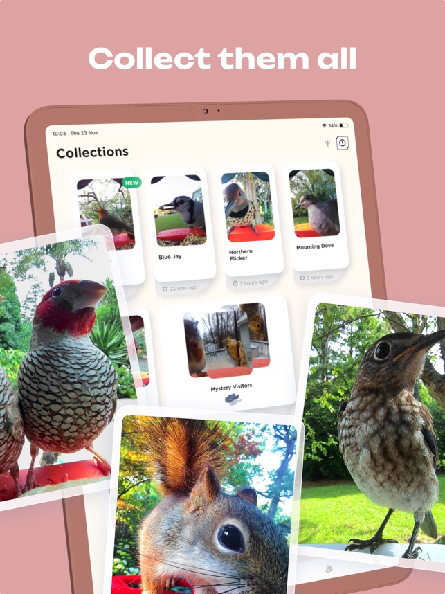 Bird Buddy: Tap Into Nature on the App Store