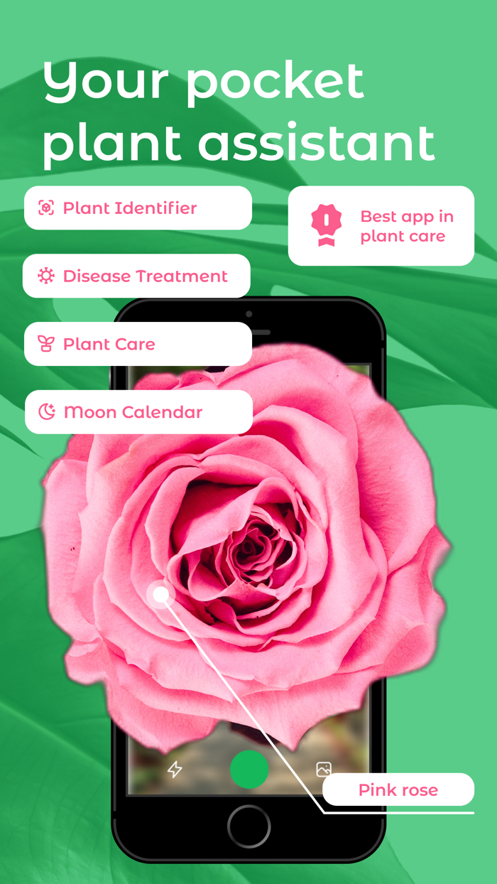 The Plant - Care and Identifier