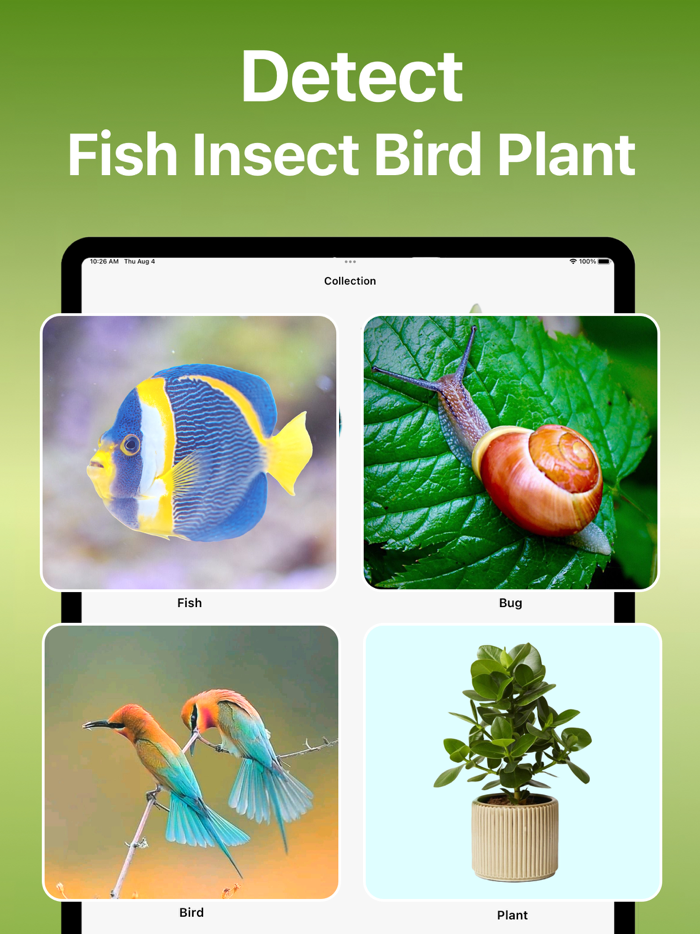 Bird Song Identifier Sounds ID