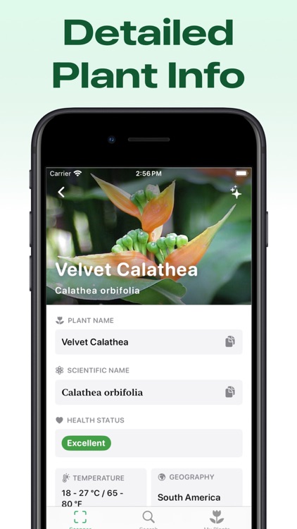 Plant Identifier: Care & Tips