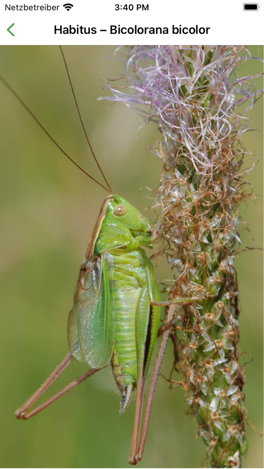 #3. Orthoptera (iOS) 来自: Garzotto GmbH