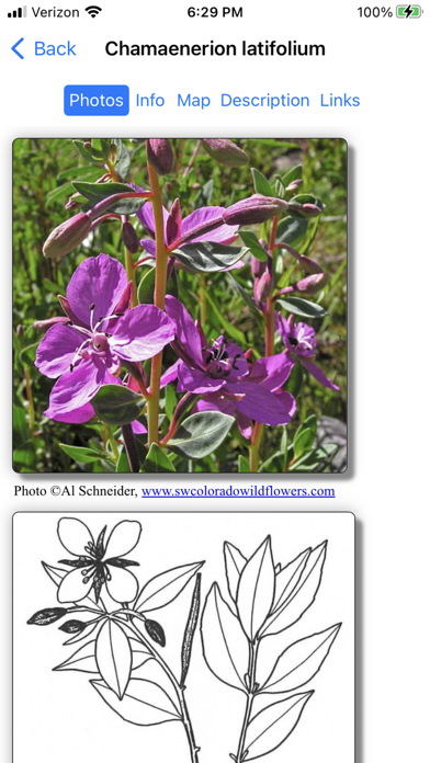NT Wildflowers Screenshot
