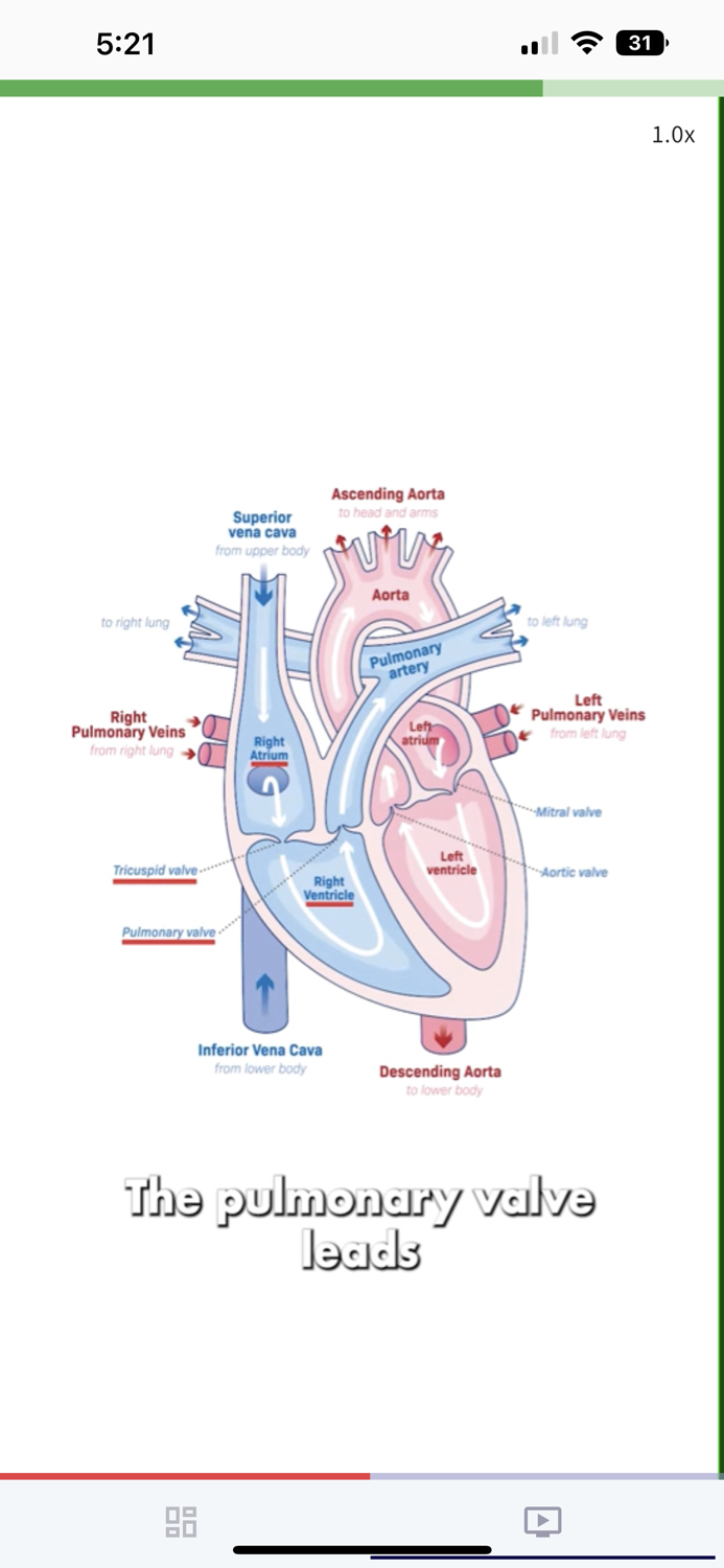 TEAS-Tok - ATI TEAS Exam Prep