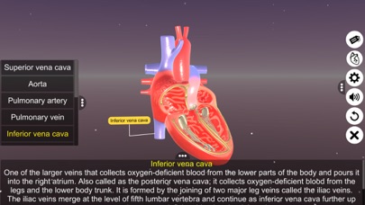 Sections of human heart Screenshot