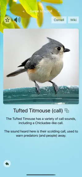 Game screenshot Chirp! Bird Songs & Calls USA mod apk