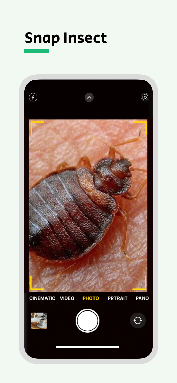 Bug Identifier - Punaise