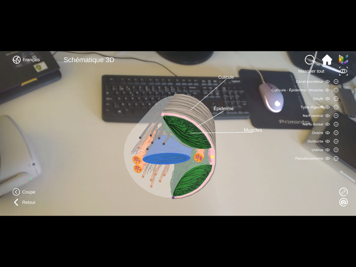 Morflab  Mussel  Ascaris