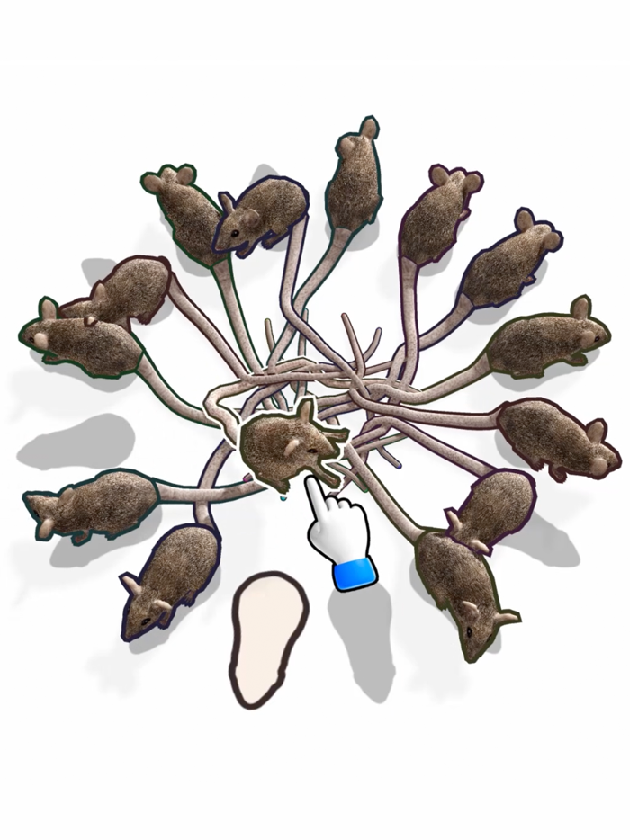 Rat King Tangle