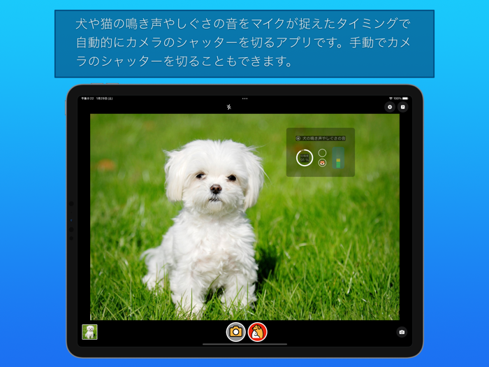 わんにゃんカメラ