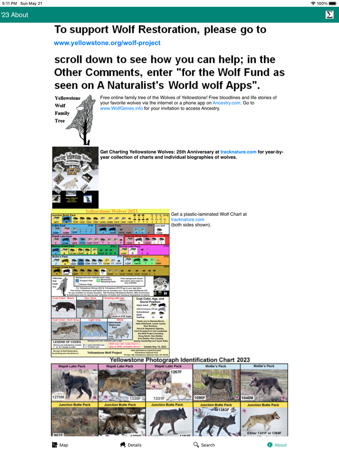 Yellowstone Wolves 2023