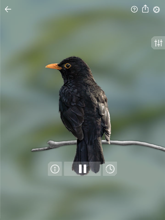 Bird Sounds Relax iPad screenshot 4 - Utilities app