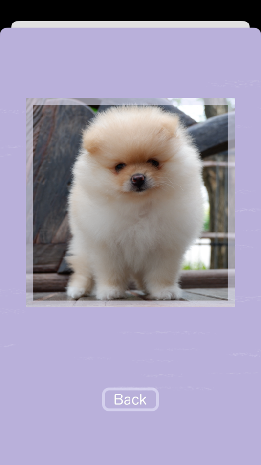 #3. Puppy Falling Blocks (iOS) 由: Mihoko Araki