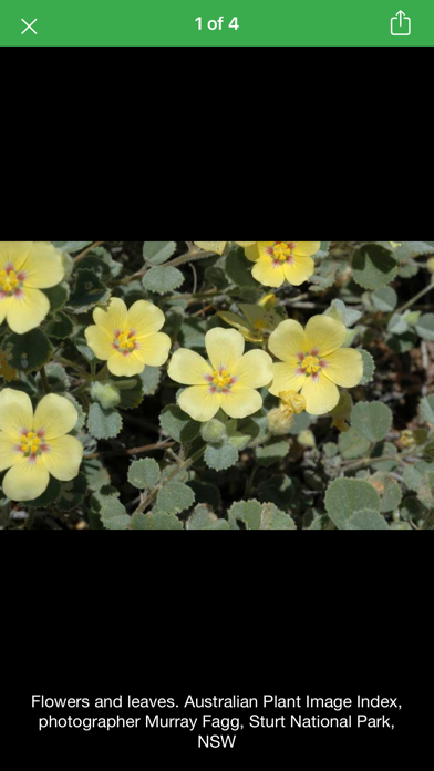 Plants Fungi South Western NSW Screenshot