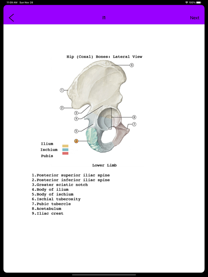 Human Anatomy Flash Cards