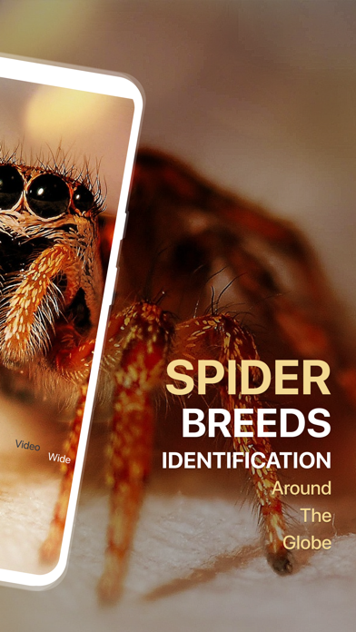 Spiders Identifier by Photo ID Screenshot