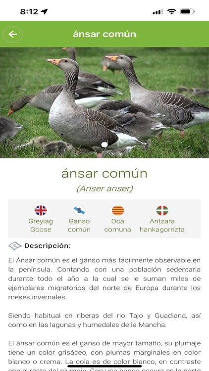 ManchaBirds screenshot-5