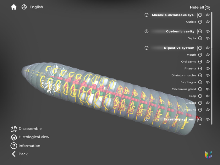 Morflab  Cell and Earthworm