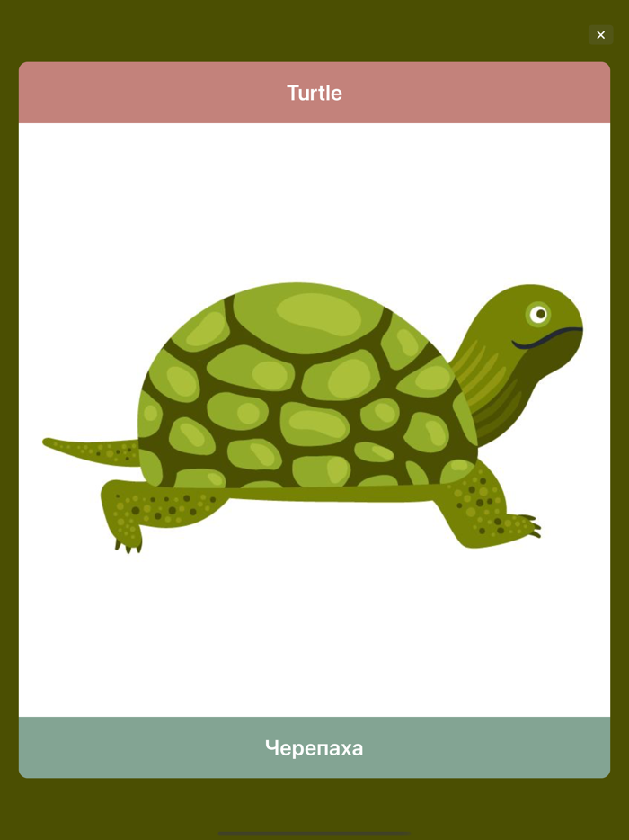 Doman Flashcards – Educational