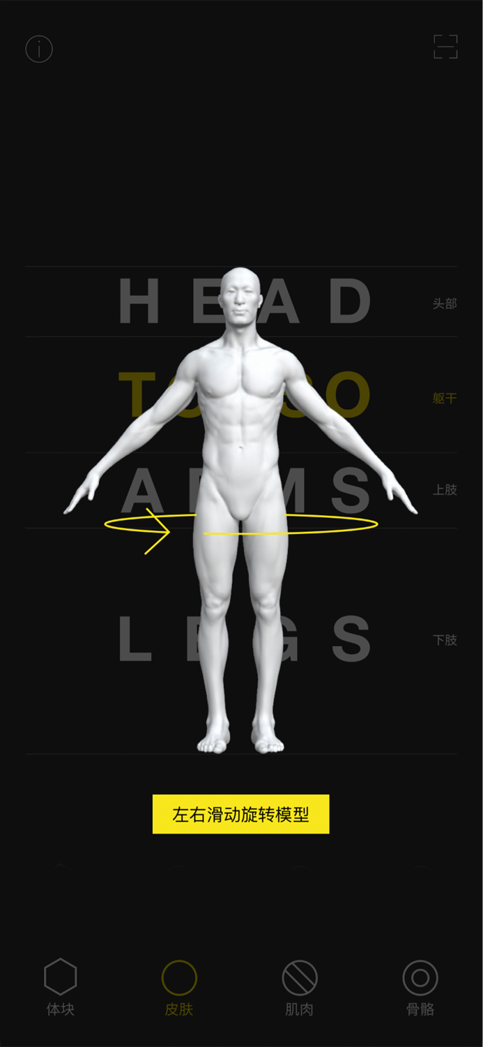 艺用人体解剖教程