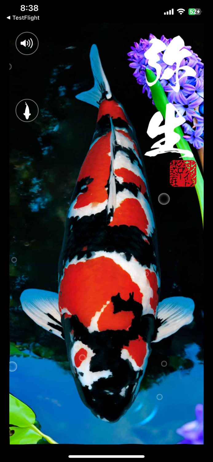 錦鯉四季暦　～にしきごいしきごよみ～